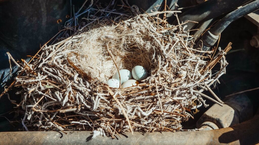 Bird eggs resting in a nest on a sunny day
