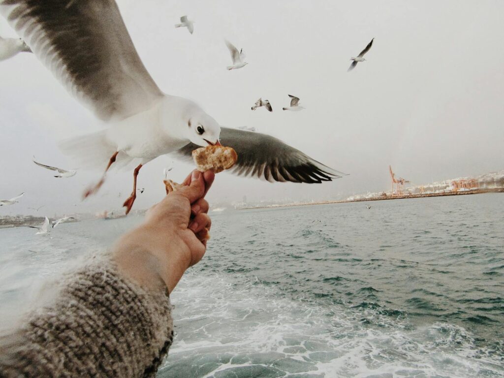 A seagull grabs food from a person's hand over a vast ocean.