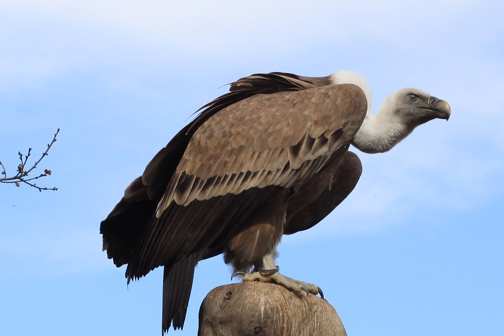 A griffon vulture perched against a blue sky.