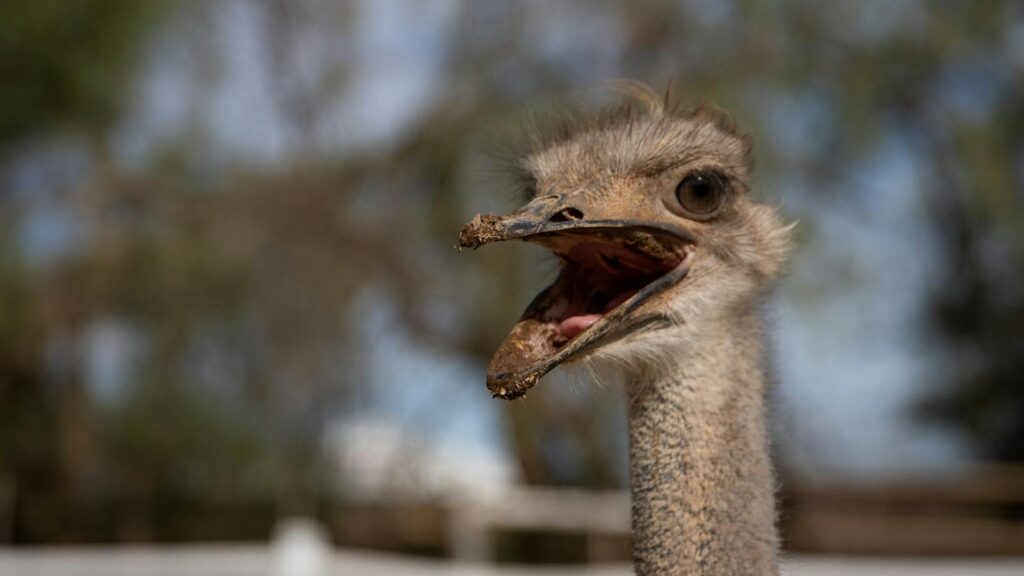A detailed close-up of an ostrich with its beak open.