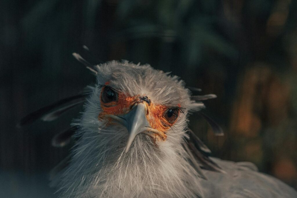 A close-up of a Secretary Bird's head shows its distinctive orange face and grey plumage.