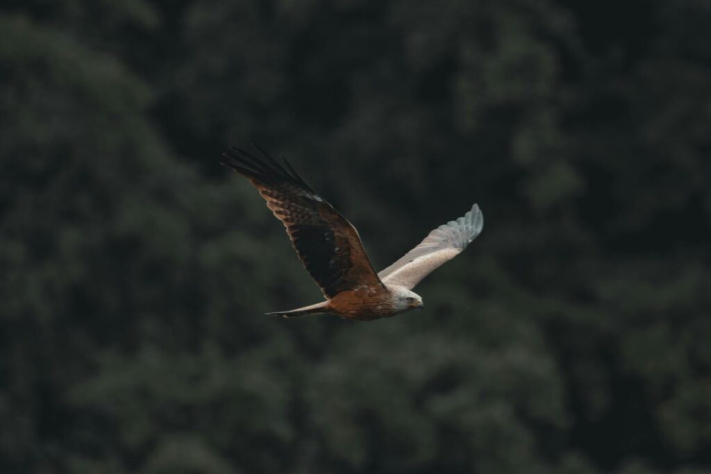 A Black kite soars with its wings spread against a dark background.