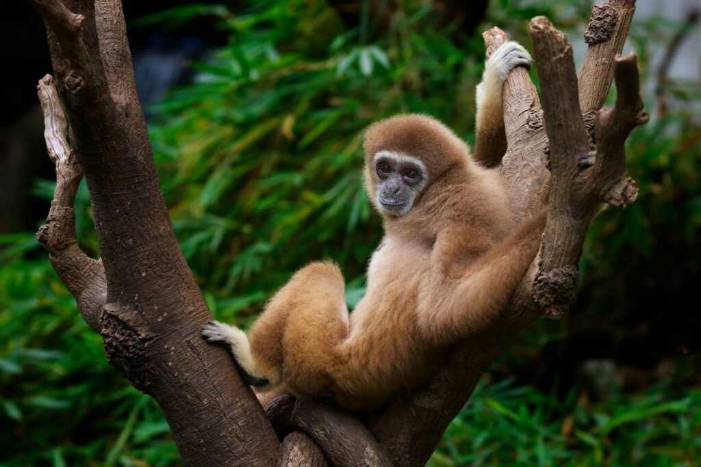 A cute Gibbon lounging on a branch in a lush outdoor setting.