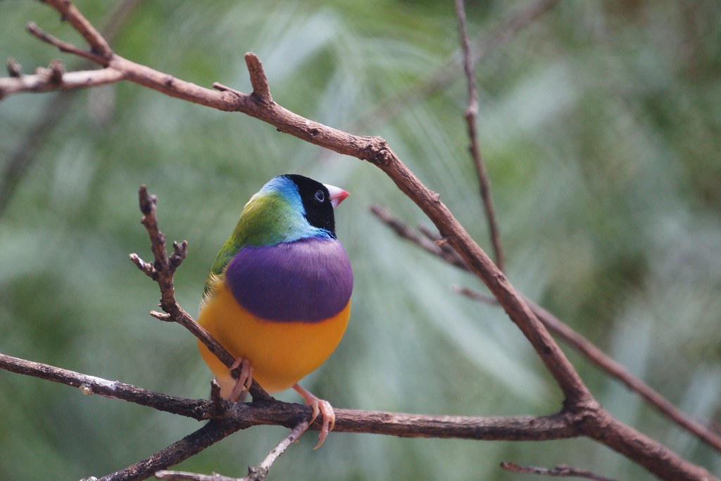 A vibrant Gouldian finch with colorful plumage perches on a branch.
