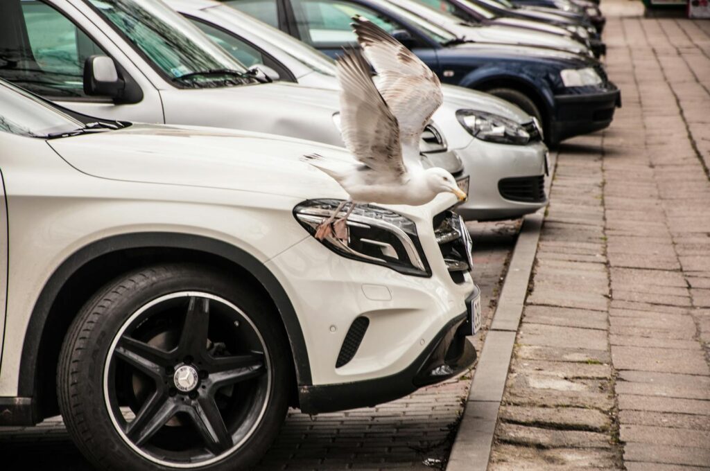 A seagull perched on a luxury car hood in a row of parked vehicles on a street.
