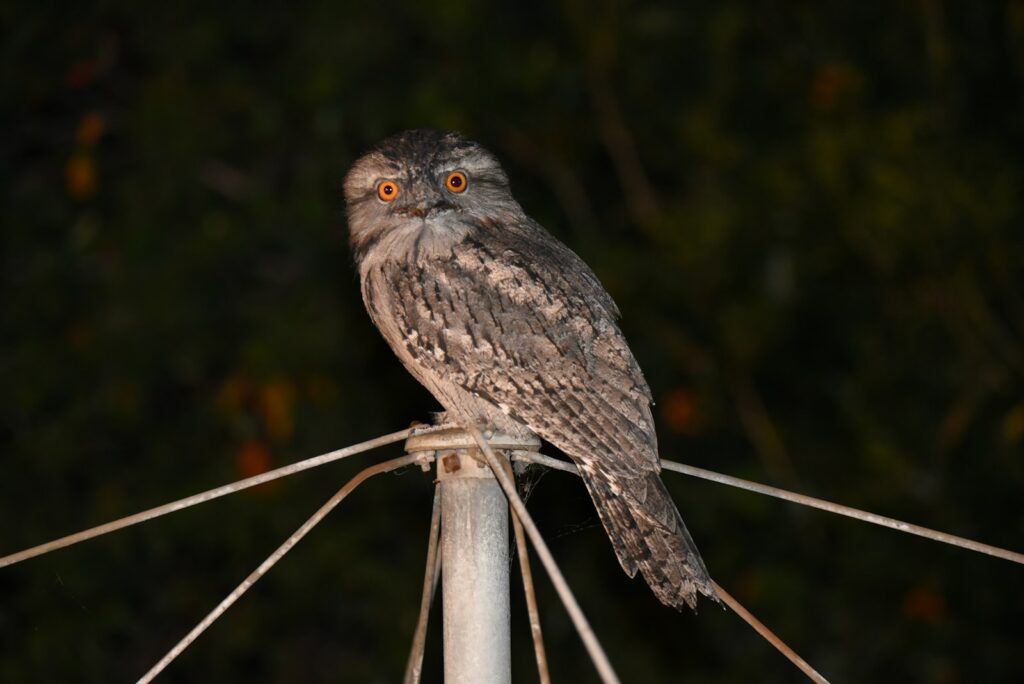 A tawny frogmouth with orange eyes is perched on a metal structure.