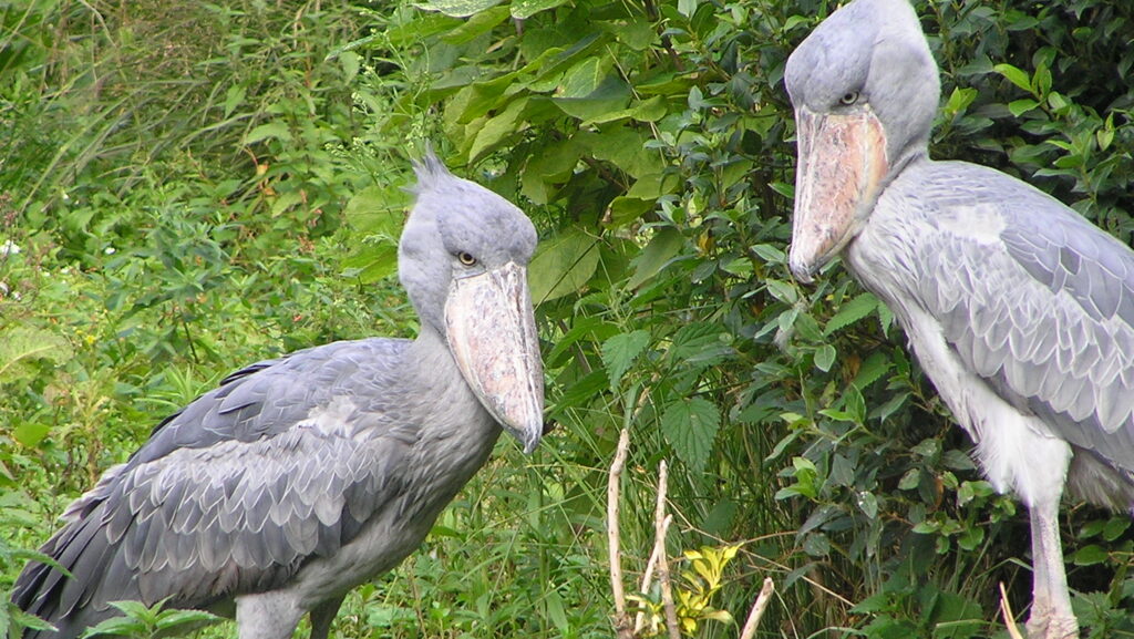 Two shoebills in grassy habitat.
