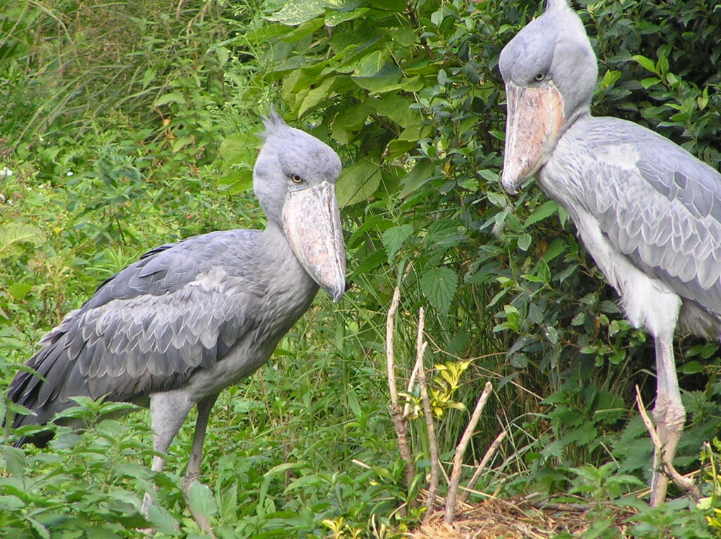 Two shoebill storks stand in green foliage, their large bills and grey feathers are visible.