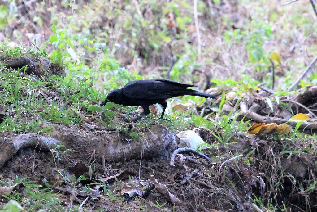 A New Caledonian crow searches for food on the ground.