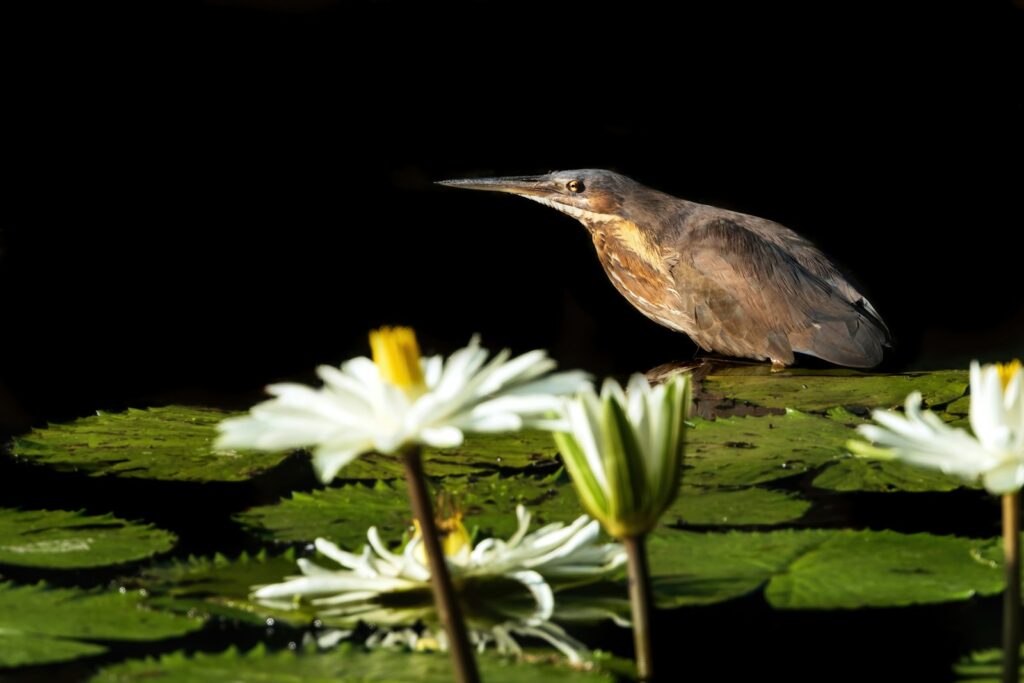 A bird sitting on top of a lily covered pond