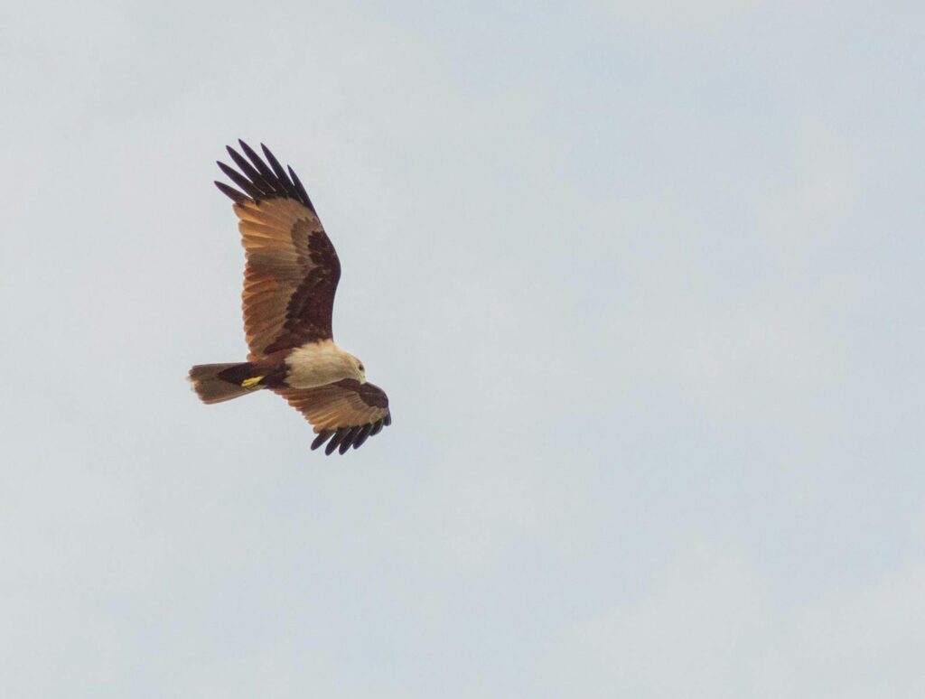 A graceful hawk soaring through a clear blue sky, showcasing its impressive wingspan.