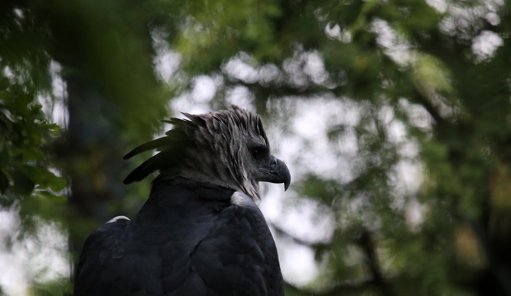 Harpy eagle seen from the back, observing its surroundings