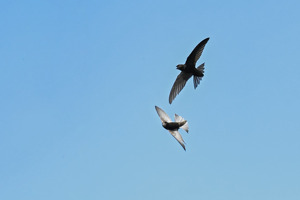 Two Common swifts fly against a blue sky.