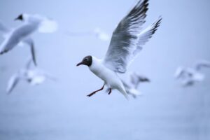 Captivating image of Franklin's Gulls flying gracefully over water.