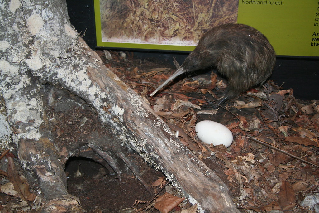 A kiwi bird standing near a large white egg.