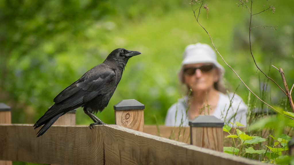 Crow perched on a wooden fence, with a woman in the background staring