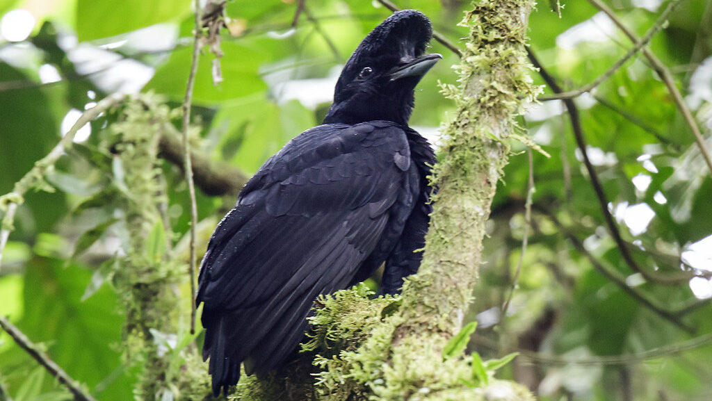 Long-wattled Umbrellabird behind branch
