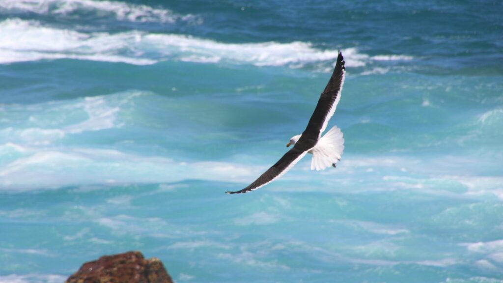 Gull flying over the shoreline with waves crashing below