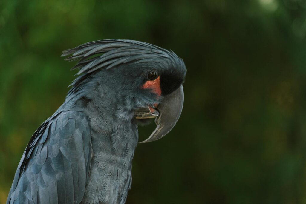Detailed close-up of a rare Black Palm Cockatoo (_Probosciger aterrimus_) with vibrant plumage.
