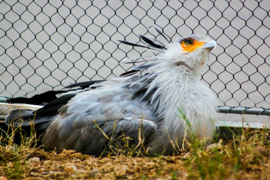 A secretary bird with striking plumage rests in a zoo enclosure, showcasing its distinct features.