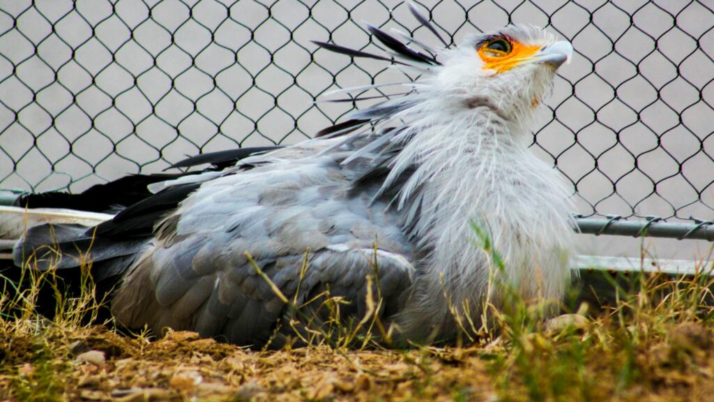 "Secretary bird resting on grass beside a chain-link metal fence in a wildlife enclosure