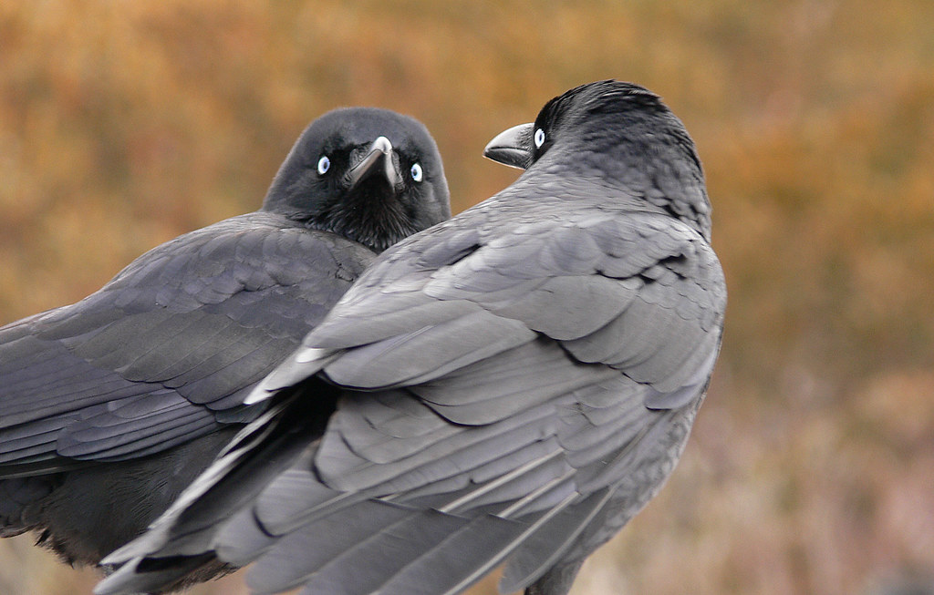 Two Australian Ravens are perched on a tree branch, looking at each other.