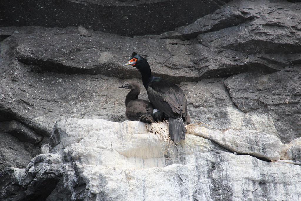 A Red-faced cormorant with dark green and blue plumage perches on a rock.