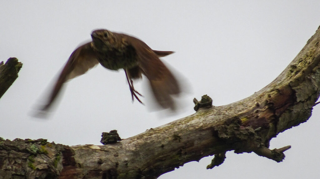 Song Thrush taking flight from a tree branch