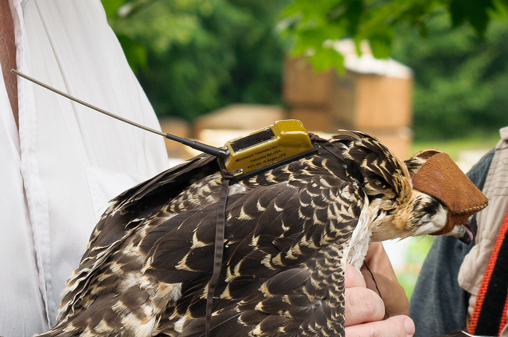 A falcon wears a leather hood over its eyes and a tracking device on its back.