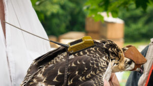 Bird with GPS tracking device attached to its back for migration study