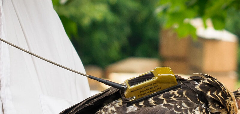 GPS tracker on the back of a bird