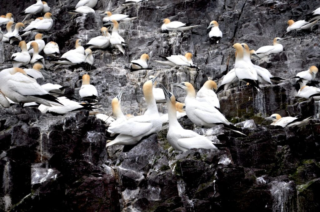A Northern Gannet colony is shown on a rocky cliff face.