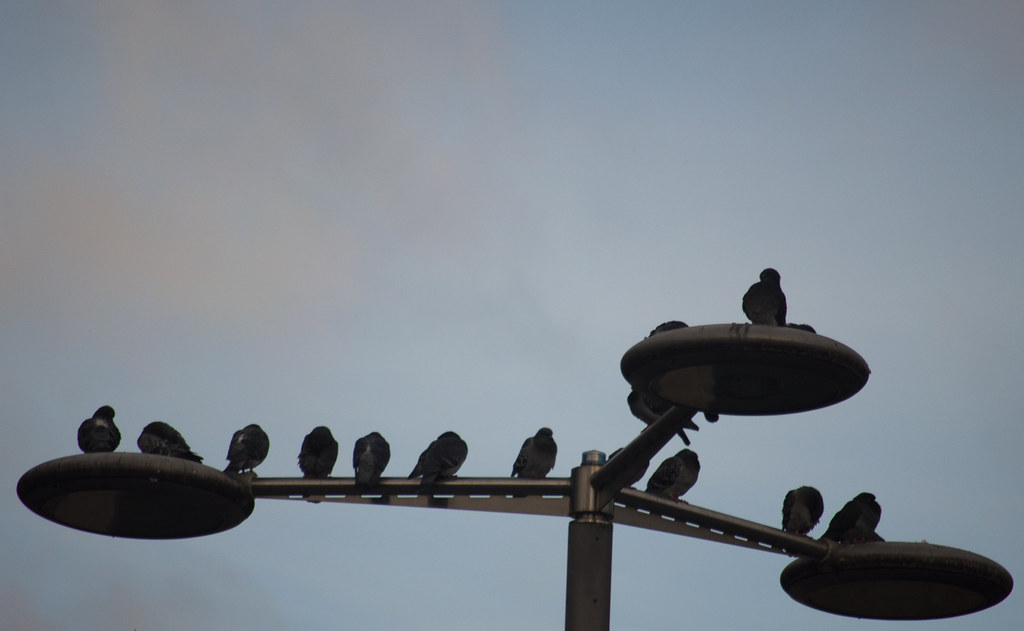 Birds are perched on a street light.