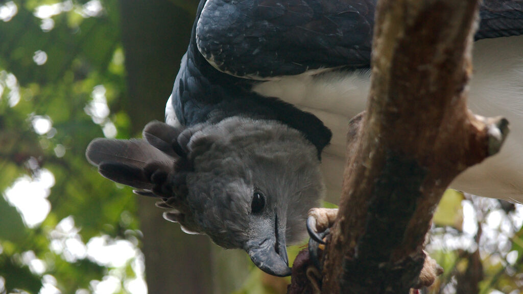 Harpy Eagle perched on a branch, lowering its head and looking downward