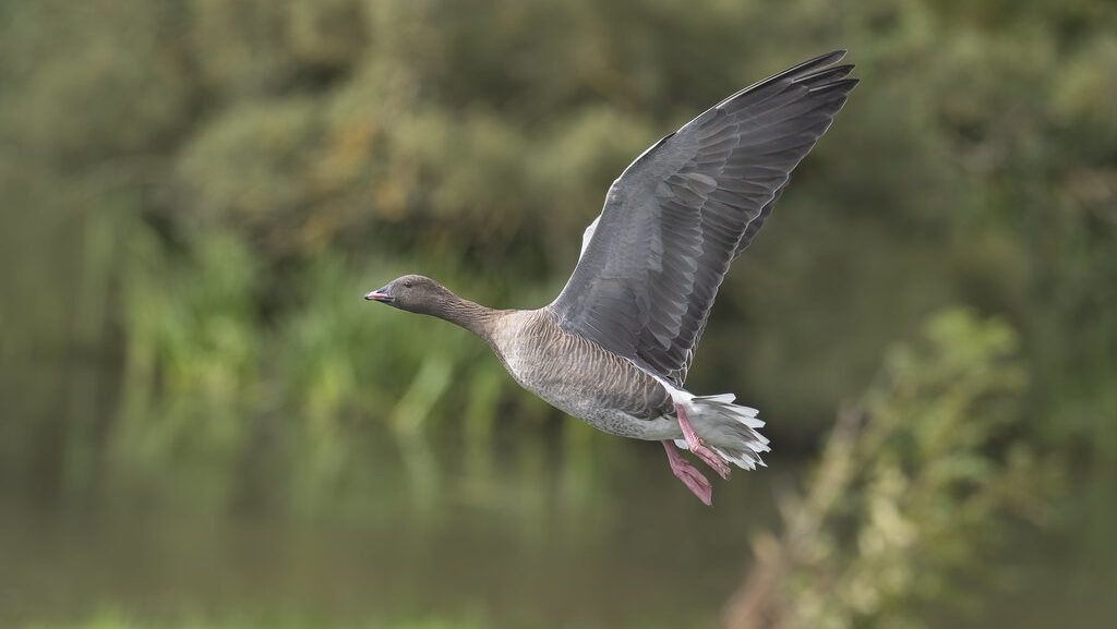Pink-footed Goose flying gracefully above grassy terrain, with a nearby water body
