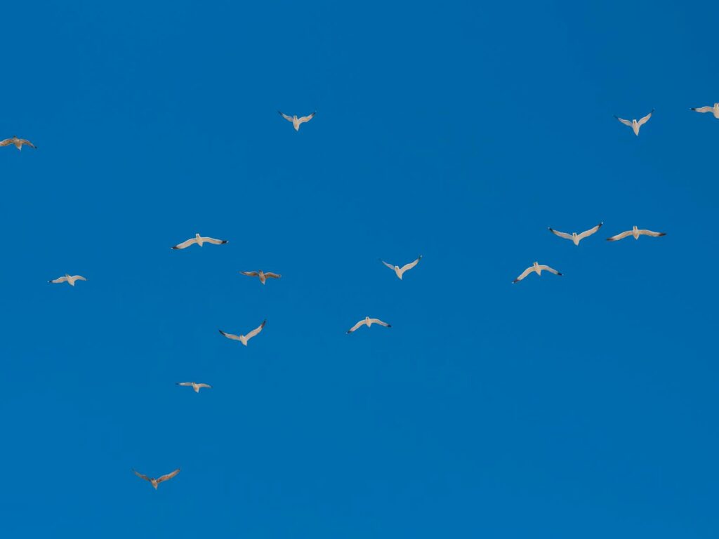 A group of birds gracefully flying against a bright blue sky, symbolizing freedom.