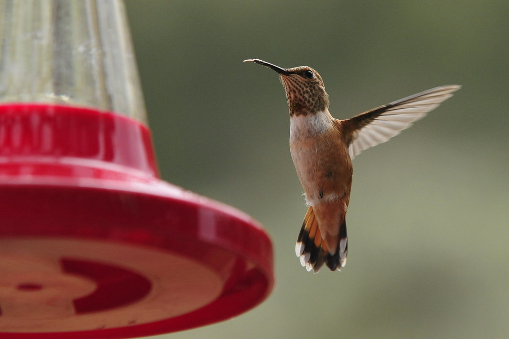 An orange Rufous hummingbird hovers near a red feeder, its wings spread.