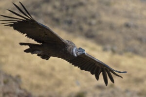 An Andean condor soars with its wings outstretched.