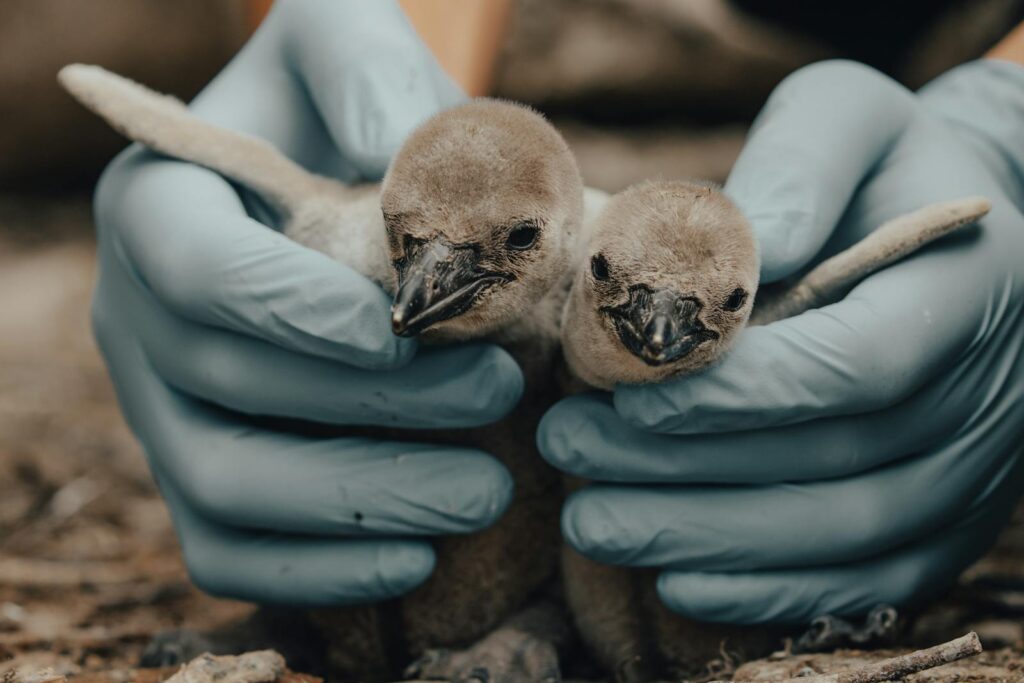 Gloved hands carefully holding two adorable baby penguins.