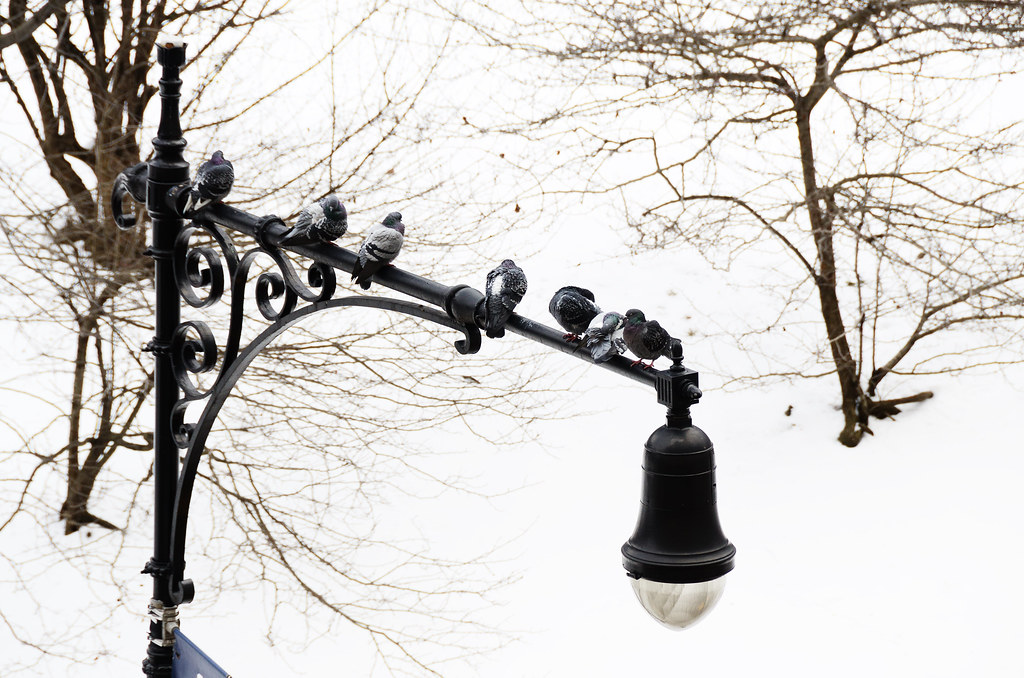 Birds are perched on a street lamp.