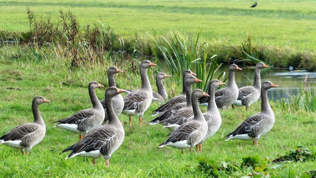 Flock of geese standing on grassy bank beside a river