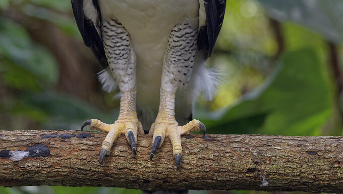 Close-up of a harpy eagle's powerful talon gripping a branch