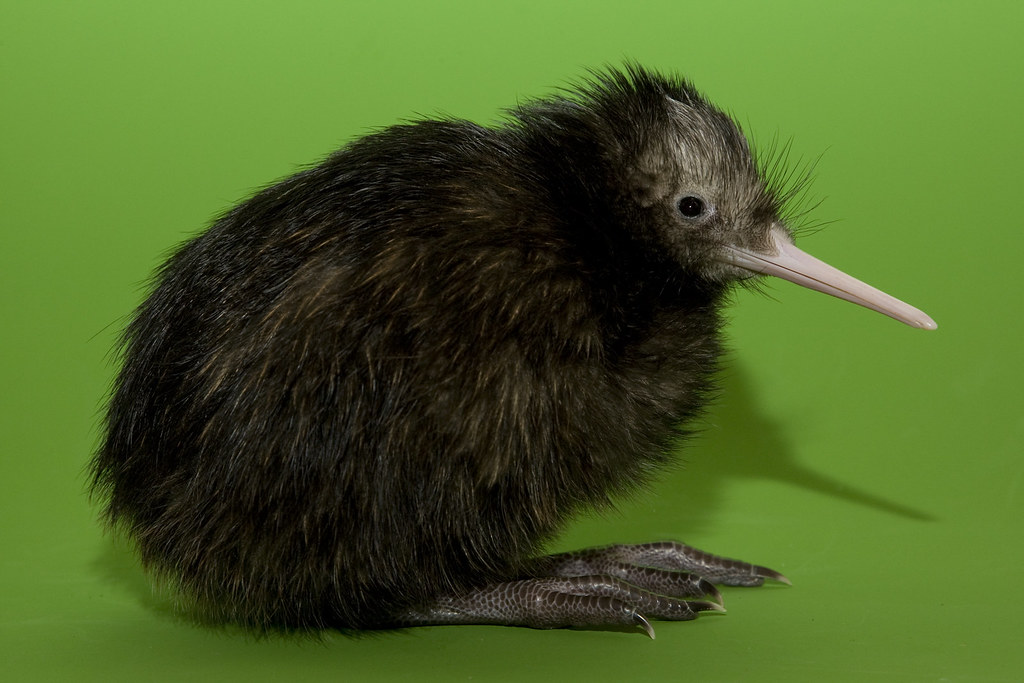 A young kiwi with brown downy feathers and a long beak.