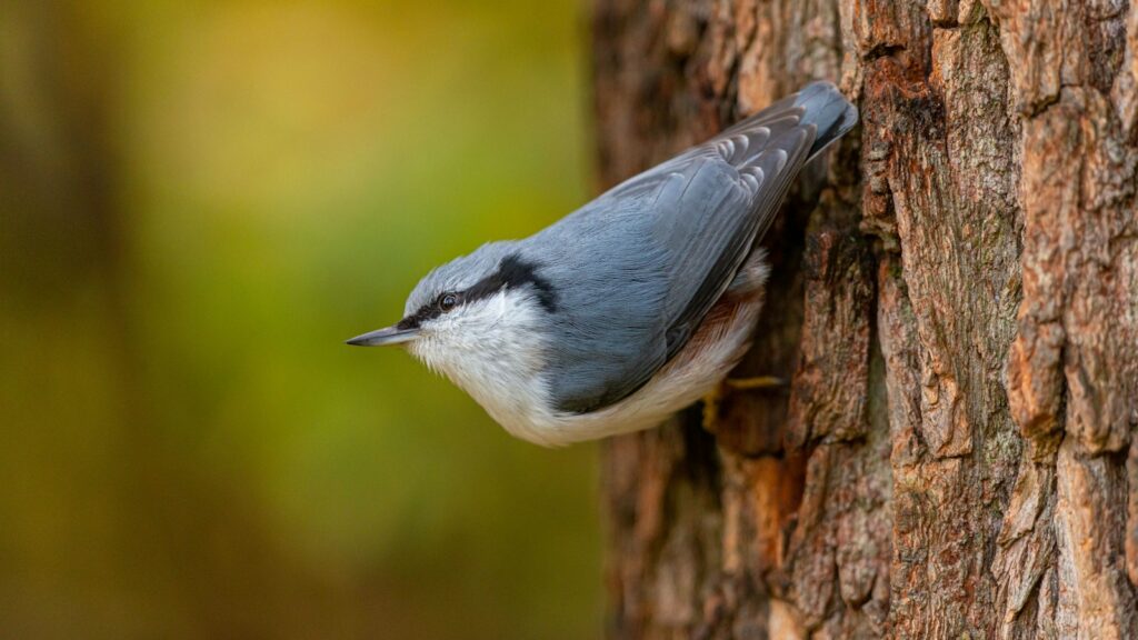 Nuthatch perched on the side of a tree, clinging to the bark