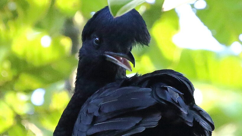 Long-wattled Umbrellabird with beak open