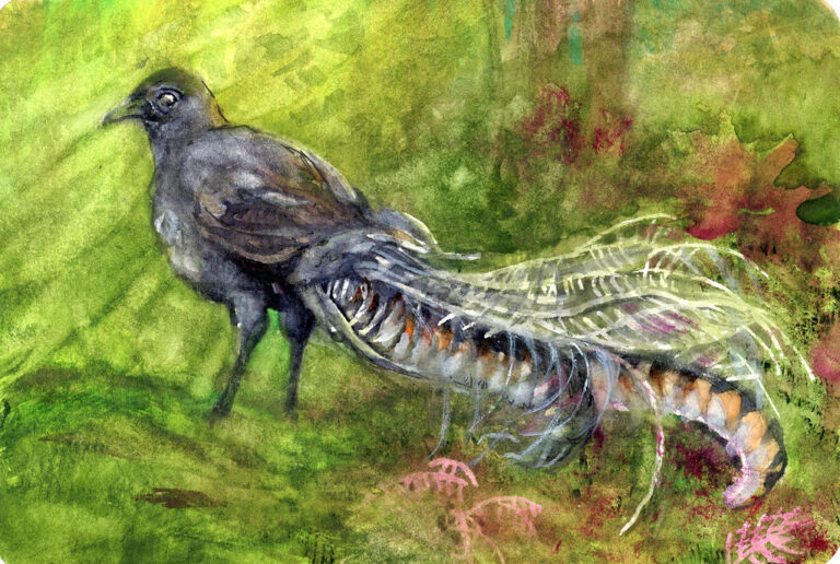 A Lyrebird is depicted in a colorful, artistic rendering.