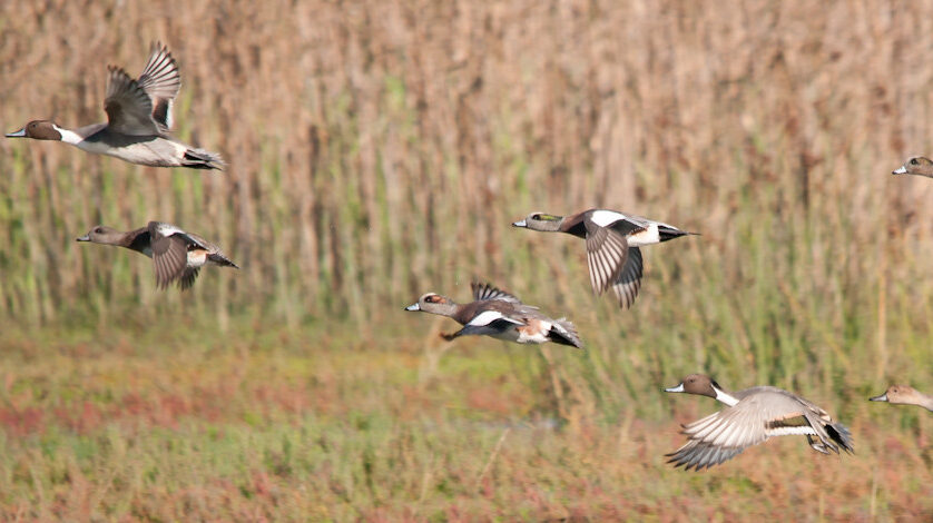 Wigeons and Pintails migrating over the San Diego River Delta