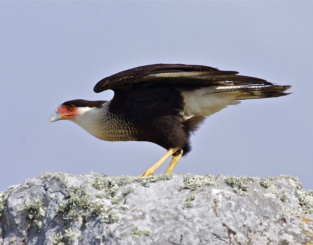 Crested Caracara stands on a rock, displaying its black, white, and brown plumage.