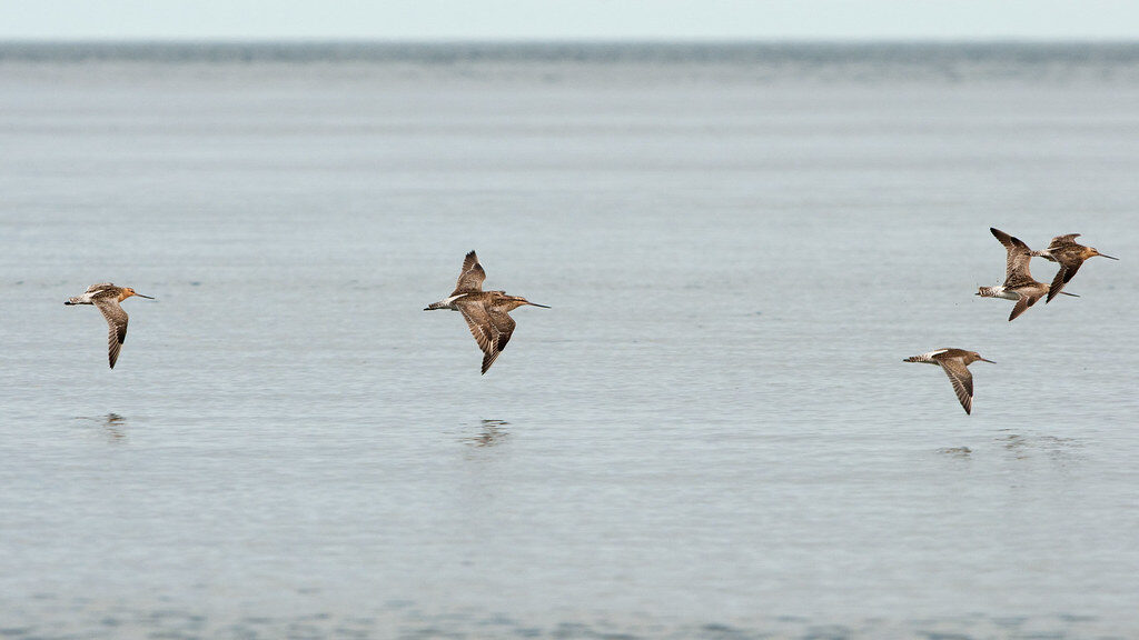 Flock of Bar-tailed Godwits flying low over coastal water