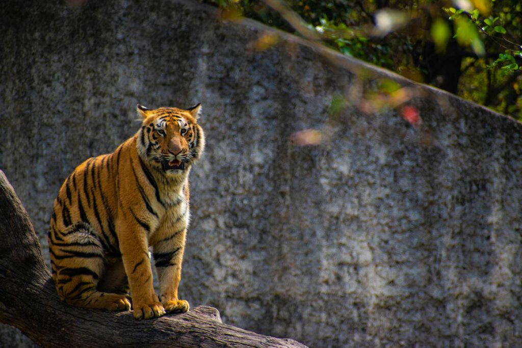 A majestic tiger sits attentively against a textured background.